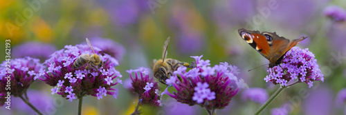 bees and butterfly on the flower garden