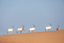 Endangered Arabian Oryx In Desert Landscape.