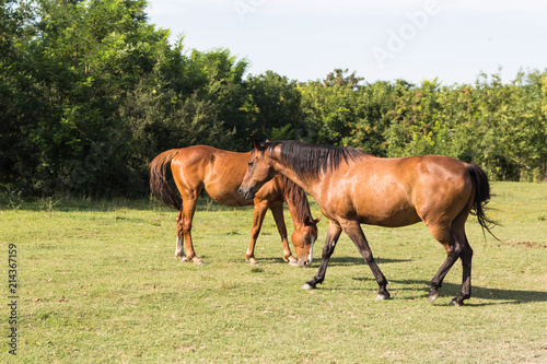 Zdjęcie XXL Dwa konie na łące przy zwierzęcym schronieniem otaczającym drzewami.