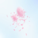 Fototapeta Tulipany - Sakura petals falling down. Romantic pink flowers explosion. Flying petals on blue sky square background. 