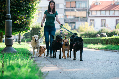 Cuadros en Lienzo Dog walker enjoying with dogs while walking outdoors.