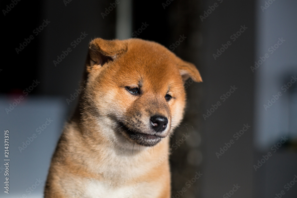 Garden Poster Profile Portrait Of Serious Shiba Inu Dog