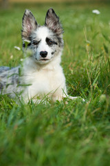 Wall Mural - Border Collie Welpe liegt in einer Wiese