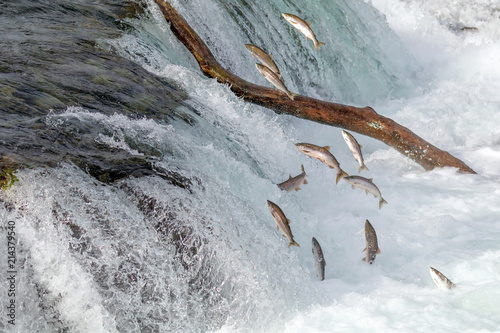 Fotografia, Obraz Salmon Jumping Over the Brooks Falls at Katmai National Park, Alaska