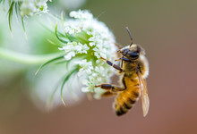 Honeybee Macro White Flower