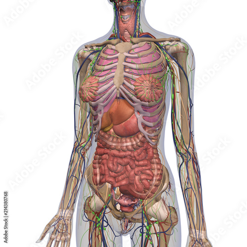 Female Anatomy Of Chest And Abdomen On White Background 2 Buy This Stock Illustration And Explore Similar Illustrations At Adobe Stock Adobe Stock