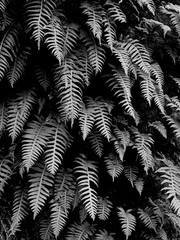 Ferns growing out of a tree 