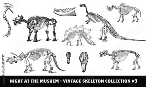 Cuadros en Lienzo Vintage Prehistoric Dinosaur Skeleton Collection