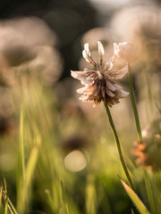 Poster - natur