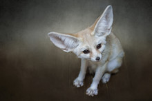 Fox With Big Ears
