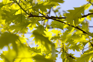 young green oak