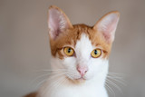 Fototapeta Koty - Portrait of white and orange cat looking at camera, pet at home