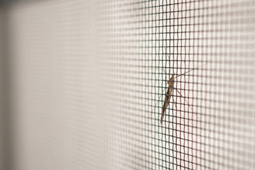 mosquito net wire screen on house window protection against insect