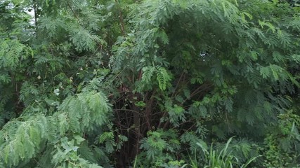 Wall Mural - Trees and green grass in tropical forest