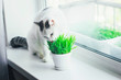 White cat eating green grass in a pot on the window sill