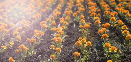 Banner Autumn orange flowers on the land of tagetis bloom in a row.