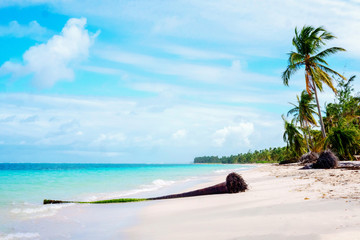 Wall Mural - Sandy white beach with palm trees tropics, caribbean. Vacation, travel.