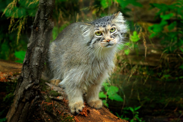 Wall Mural - manul or pallas's cat, otocolobus manul, cute wild cat from asia. wildlife scene from the nature. an