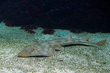Shovelnose Guitarfish, Rhinobatos Productus, Ray In The Family Rhinobatidae, In The Sea Water Habitat. Grey Fish In The Oceam.  Thai Language Common Name Is White Spotted Ronun.