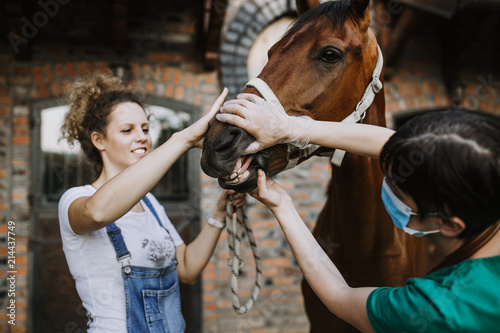 Fotografía Woman veterinary checking horse health in stable