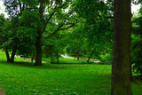 Fototapeta Przestrzenne - landscape with green trees in the park