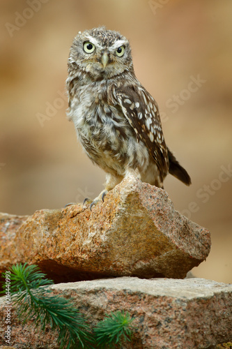 Little Owl Athene Noctua Bird In The Nature Habitat -
