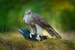 © ondrejprosicky - Animal behaviour in the forest. Bird of prey Goshawk with killed Eurasian Magpie in the grass in green forest. Wildlife scene from nature, Germany, Europe.