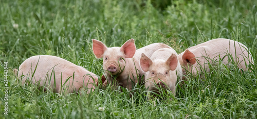 Fotografía kleine rosa Ferkel in grüner Wiese