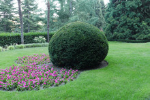 Small Pink Flowers Next To A Large Lush Decorative Bush On A Green Lawn