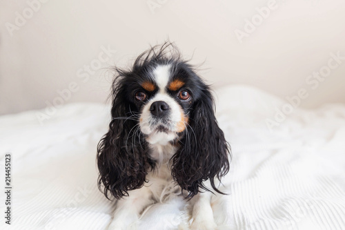 Plakat Pies z brudnymi włosami