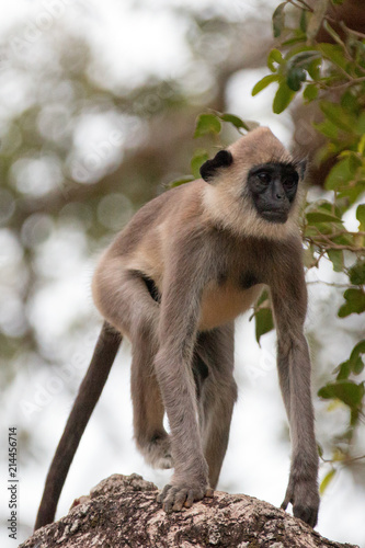 Photo Grey Langur Monkey in Wilpattu National Park in Sri Lanka Asia