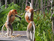 Fighting Proboscis Monkeys