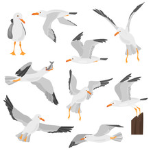 Seagull Bird In Dufferent Motions Color Flat Icons Set