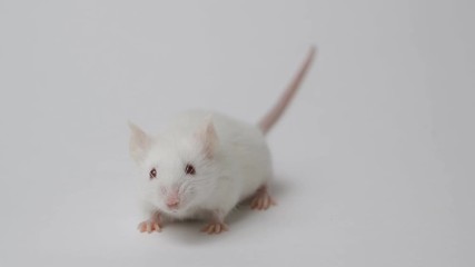 Wall Mural - White mouse on white background