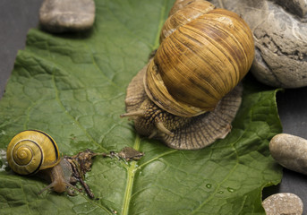 A snail on a stone.