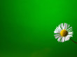 chamomile(daisy) flower isolated on green background 