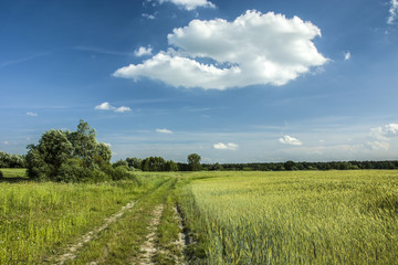 Country road at the field and a white cloud in the sky