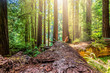 © Jeffrey Schwartz - Fallen Redwood Tree in Northern California Forest