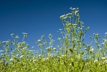 Daisy Fleabane Flowers And Blue Sky