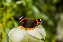 Red Admiral Butterfly On A Yucca Flower