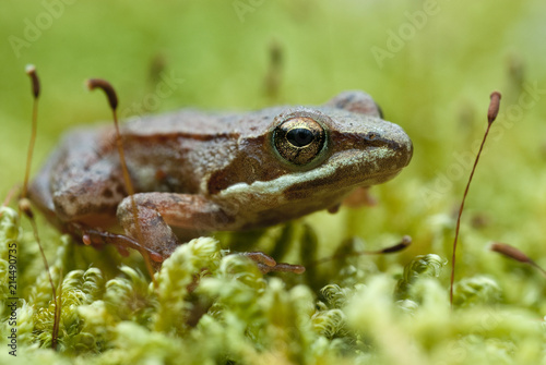 Fotomural Iberian frog (Rana iberica) leggy frog