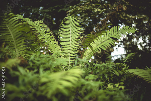Botanischer Garten Greifswald Buy This Stock Photo And Explore