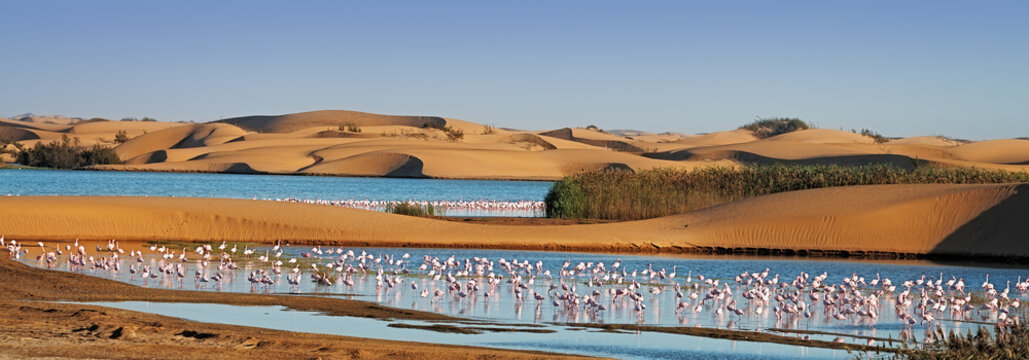 Flock of flamingos in a lagoon on Pelican Point, Walvis Bay, Namibia