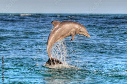 Zdjęcie XXL Skoki delfinów w Panama City Beach, Fl