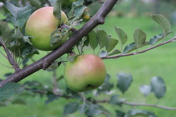 Apples in a tree