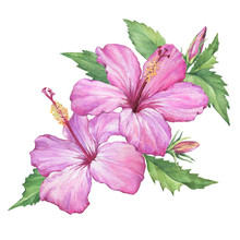 Composition With Delicate Pink Flowers Of Hibiscus (also Known As Rose Of Althea Or Sharon, Rose Mallow) Watercolor Hand Drawn Painting Illustration Isolated On A White Background.