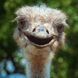 Smiling ostrich close-up. Funny bird in the open air