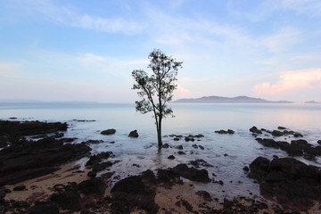 silhouette tree in the sea