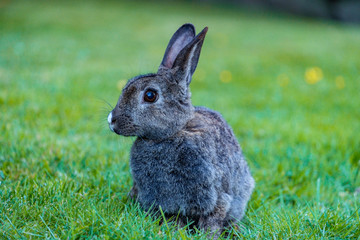 side portrait of cute grey rabbit sitting on green grass