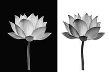  Lotus Flower On Black And White Background